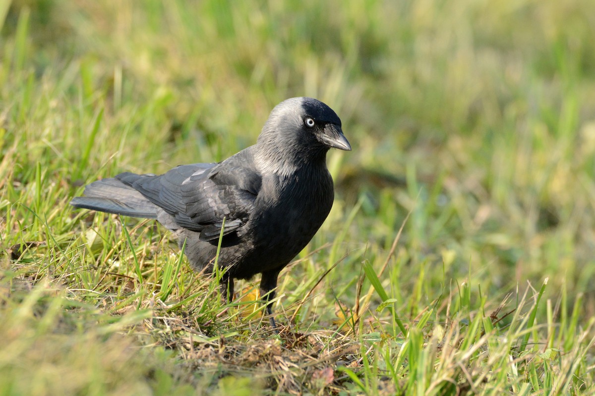 Eurasian Jackdaw - ML641288167