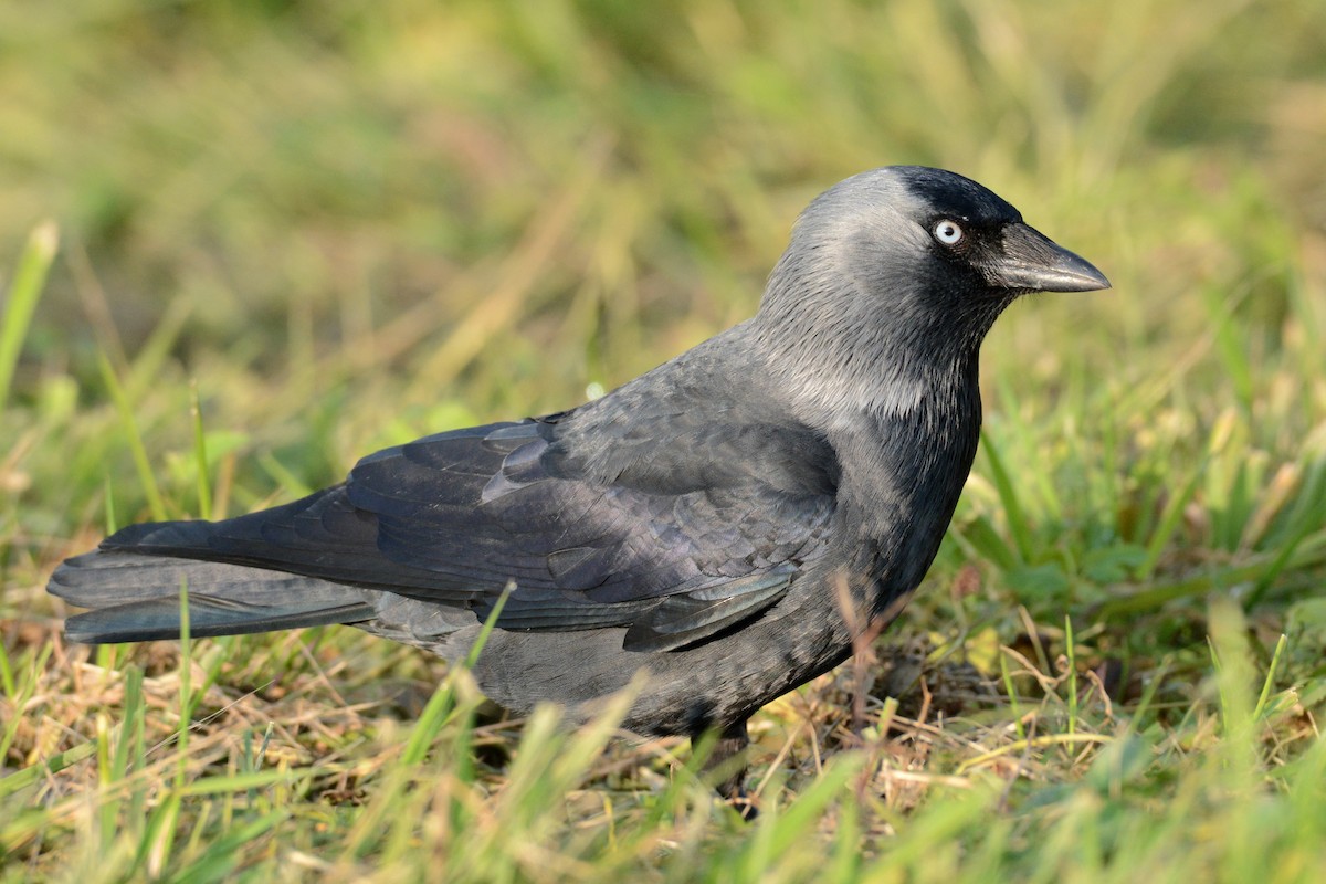 Eurasian Jackdaw - ML641288168