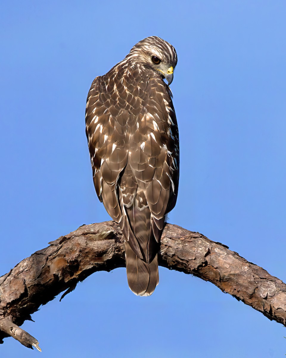 Red-shouldered Hawk - ML641288179