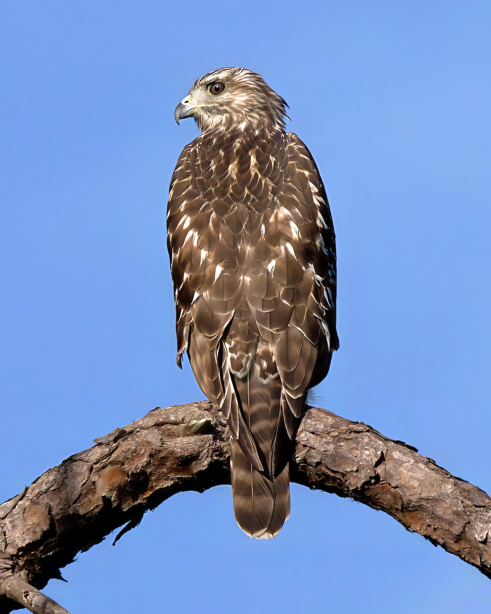 Red-shouldered Hawk - ML641288180
