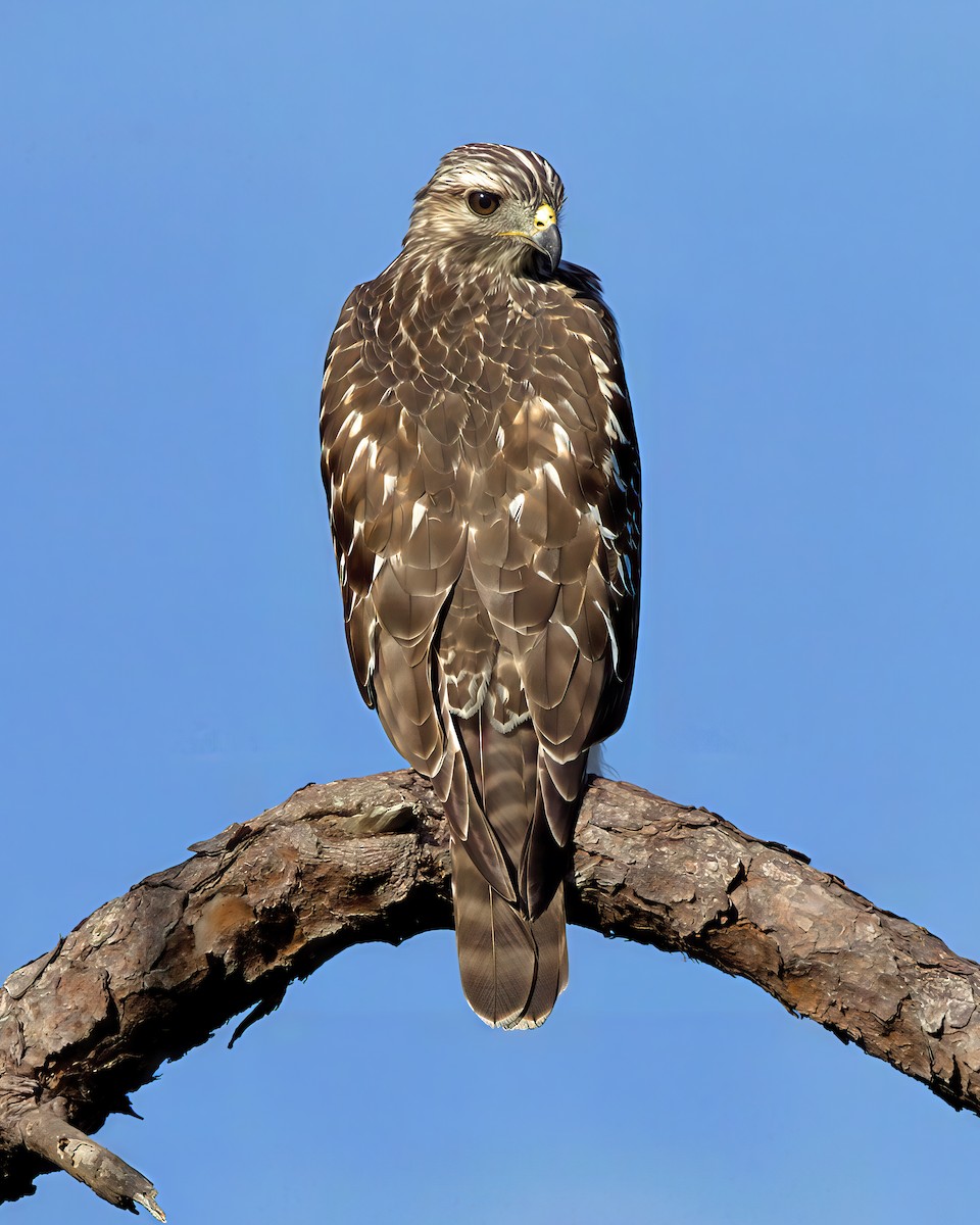 Red-shouldered Hawk - ML641288181