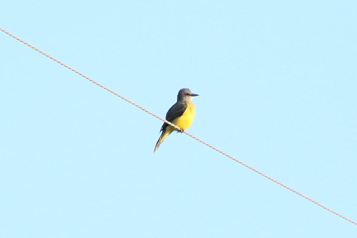 Couch's Kingbird - ML641288194