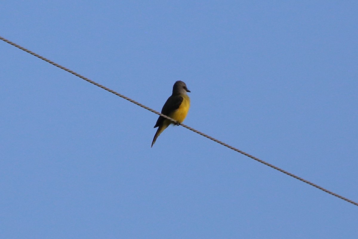 Couch's Kingbird - ML641288195