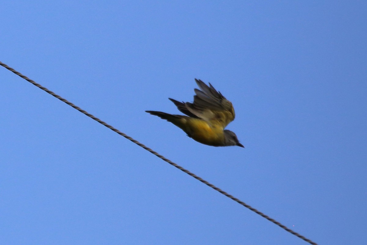 Couch's Kingbird - ML641288196