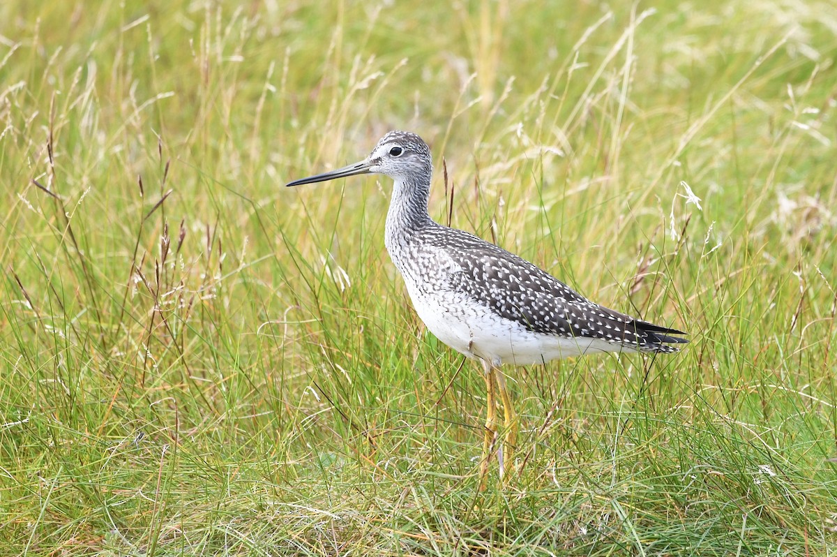 Greater Yellowlegs - ML641288202