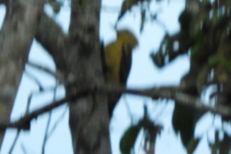 Cream-colored Woodpecker - ML641288241