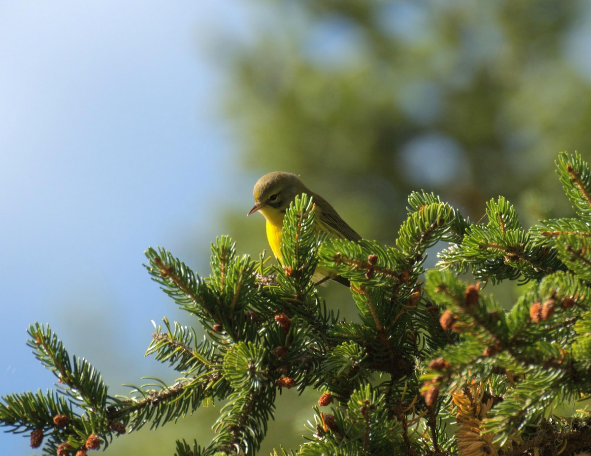 Prairie Warbler - ML641288257