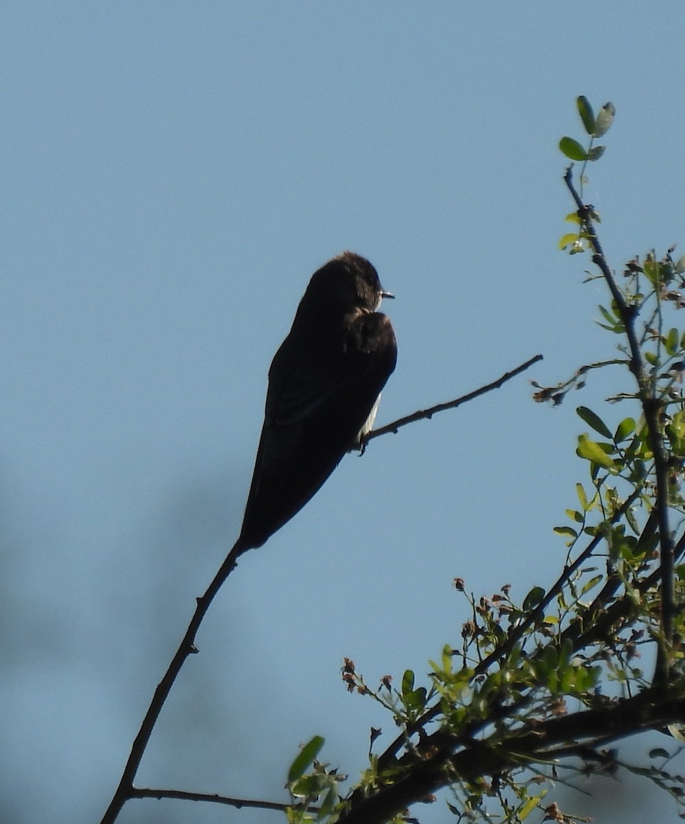 new world martin sp. (Progne sp.) - ML641288277
