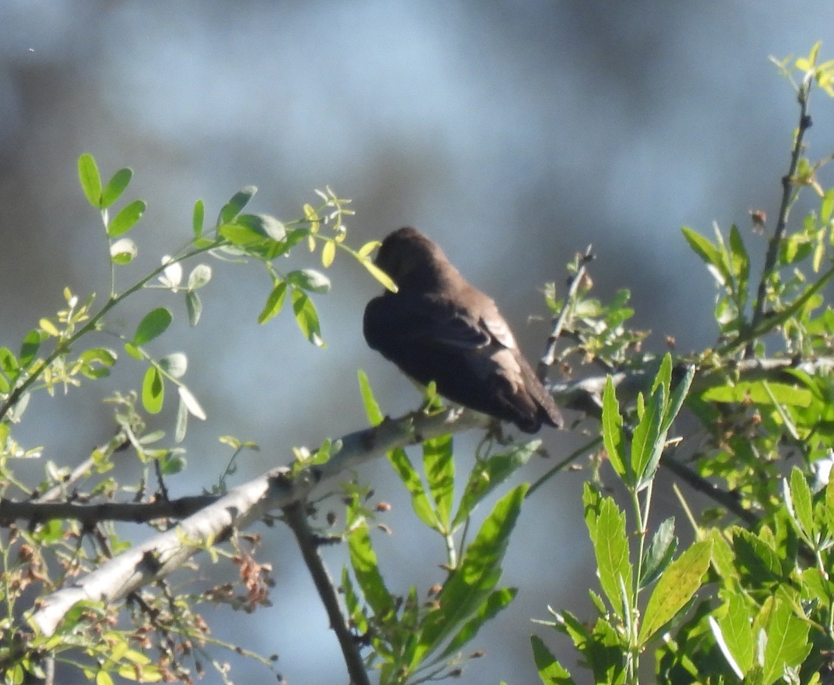 new world martin sp. (Progne sp.) - ML641288283