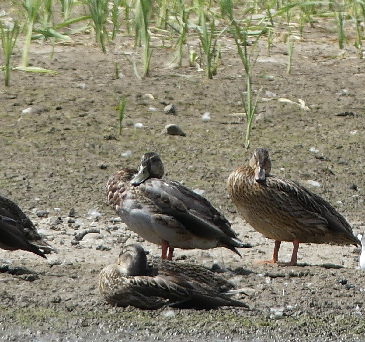 Mallard - ML641288284