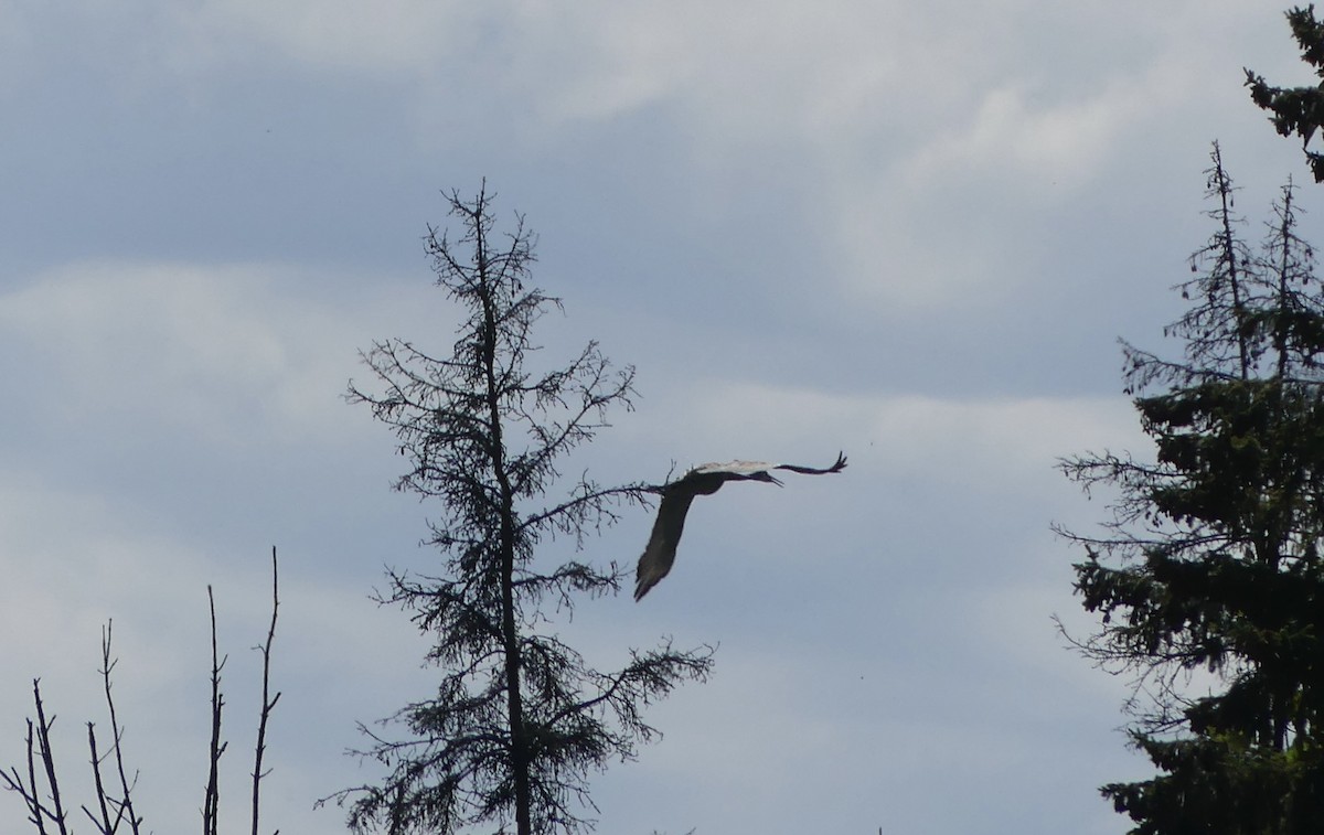 Sandhill Crane - ML641288291