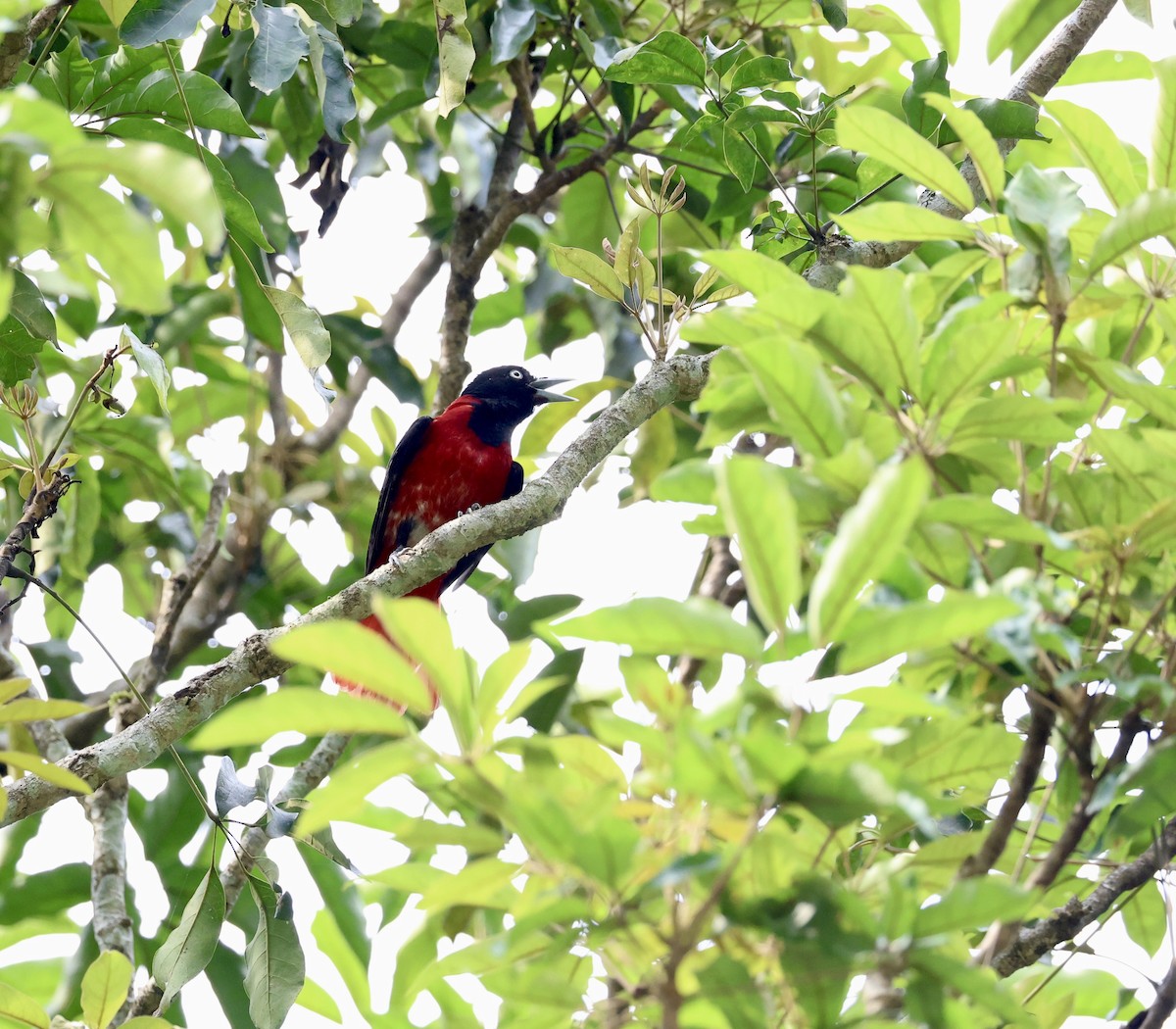 Maroon Oriole - ML641288296