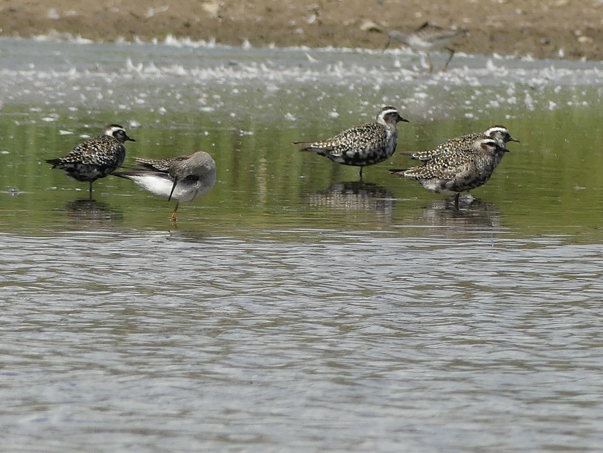 American Golden-Plover - ML641288300
