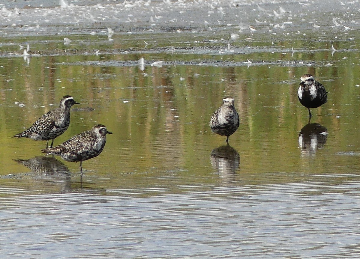 American Golden-Plover - ML641288301