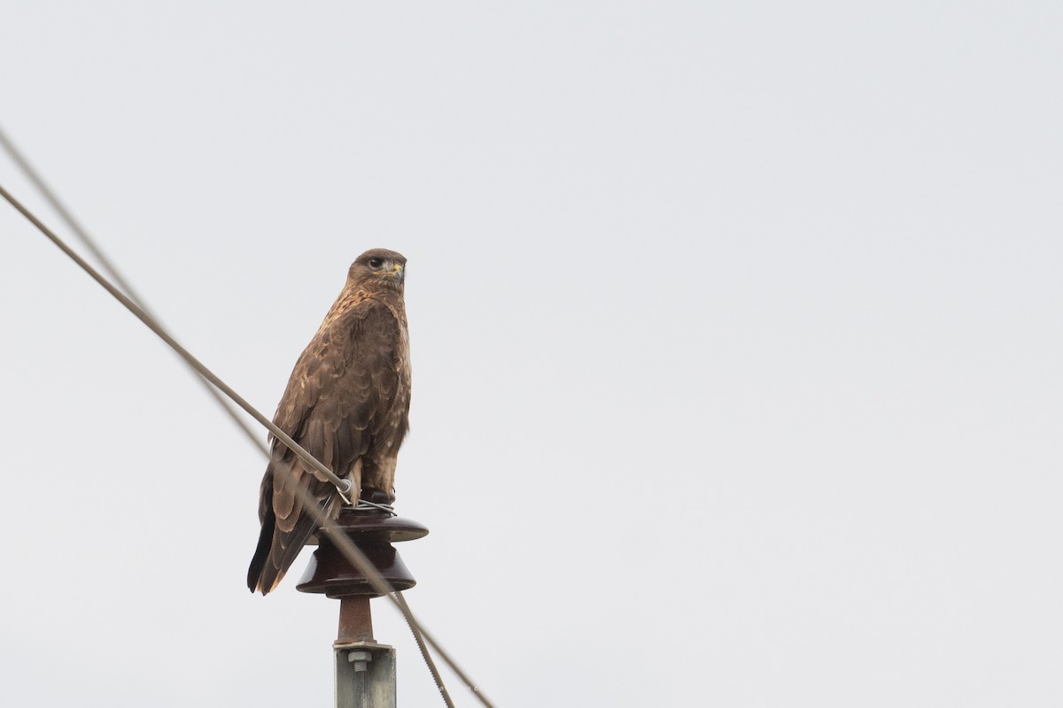 Zapelatz mongoliarra - ML641288302