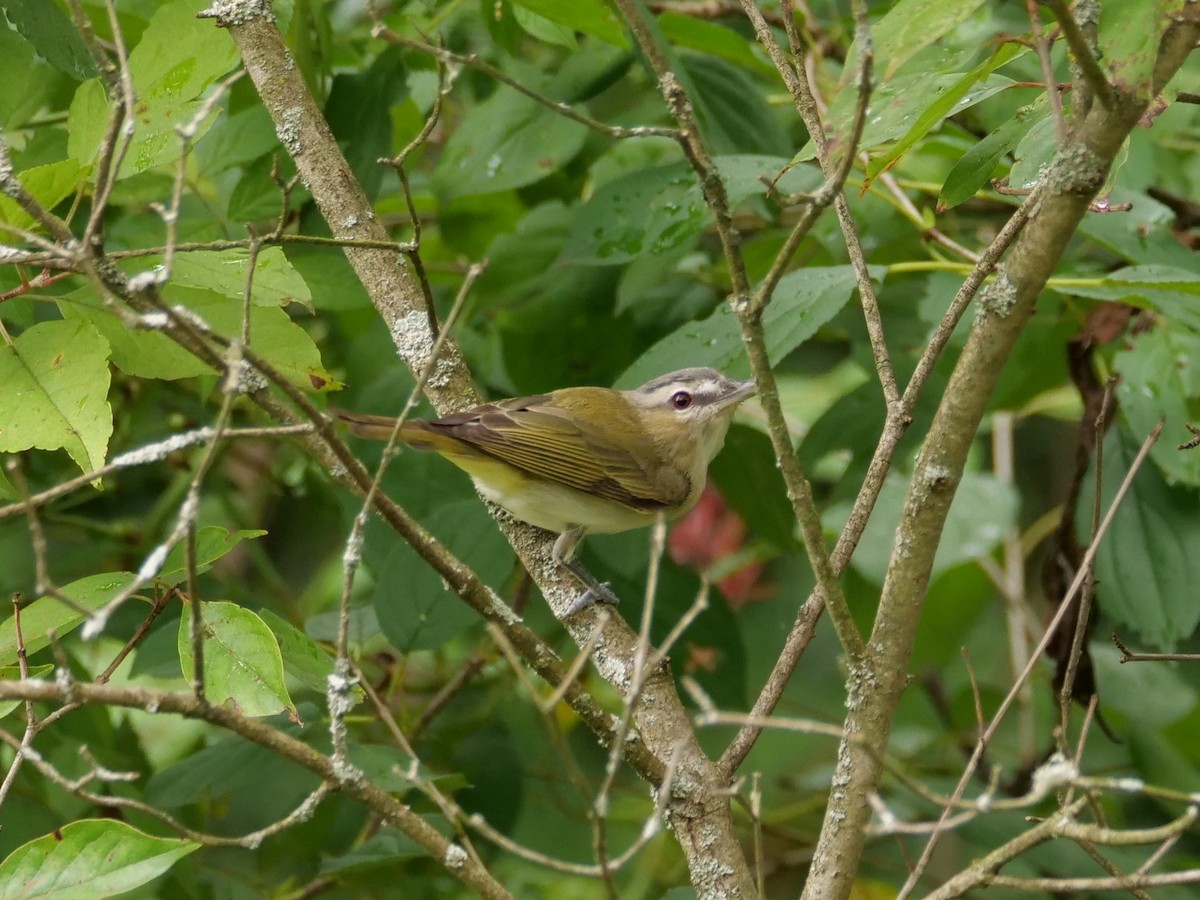 rødøyevireo - ML641288307