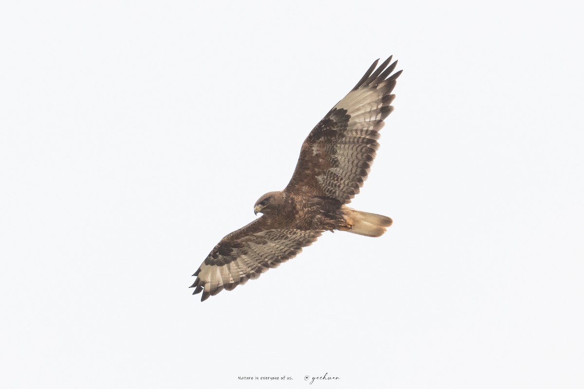 Zapelatz mongoliarra - ML641288308