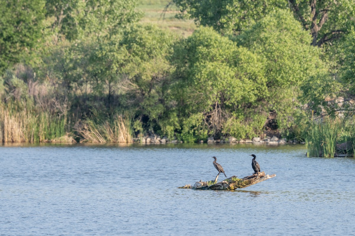 Double-crested Cormorant - ML641288313