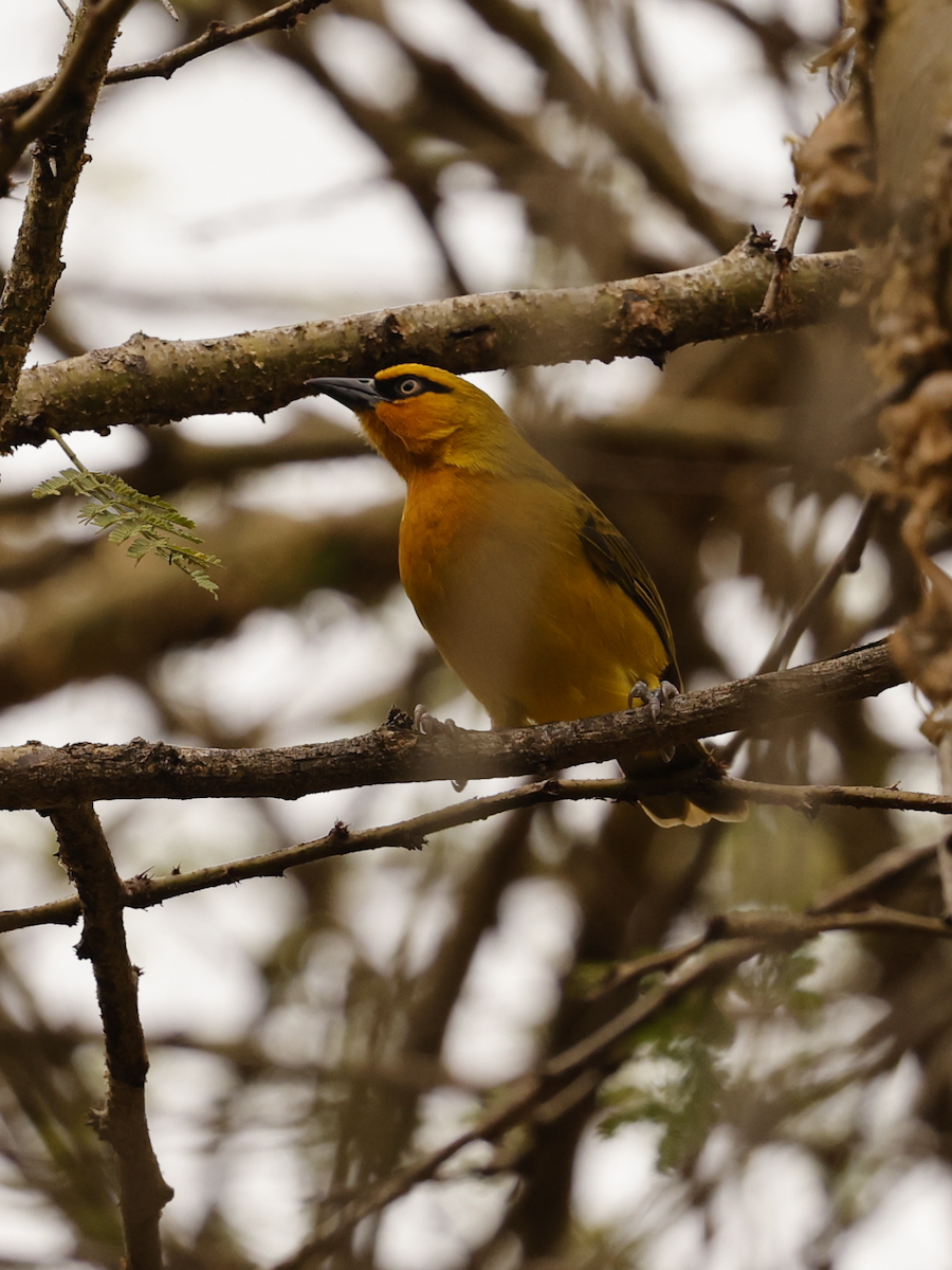 Spectacled Weaver - ML641288315