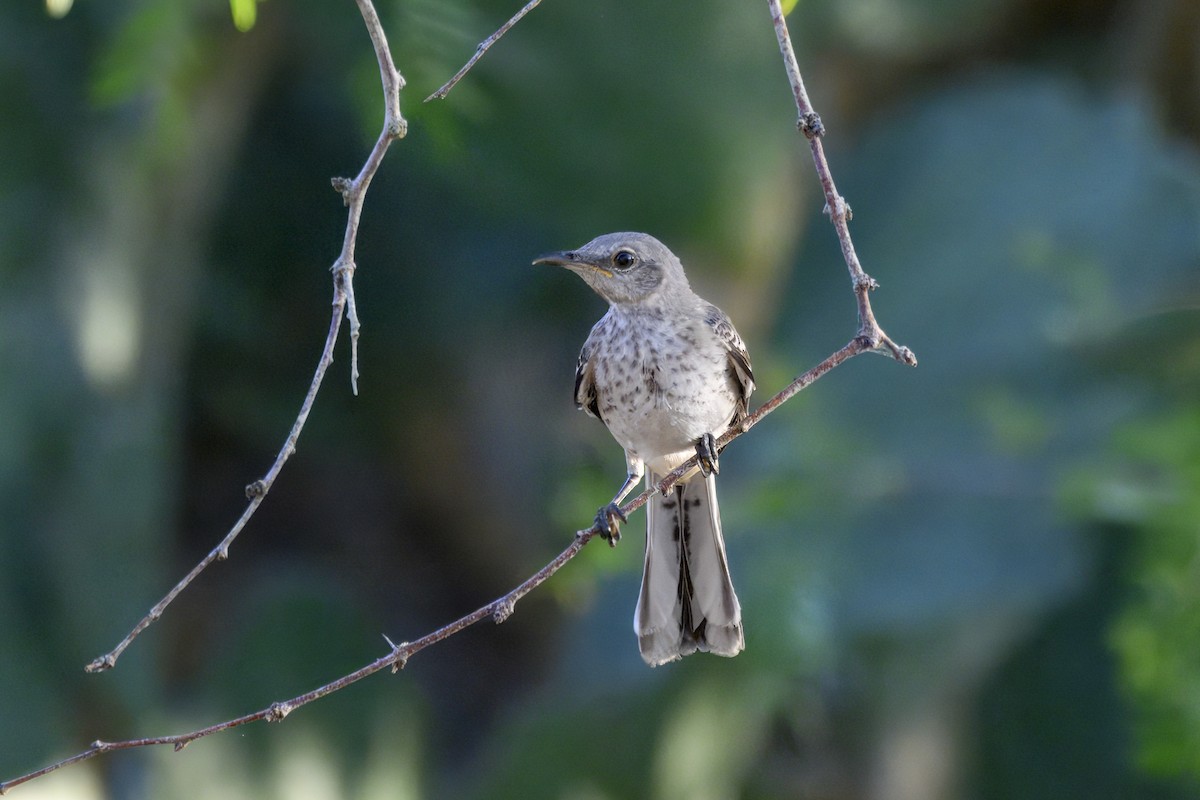 Northern Mockingbird - ML641288364