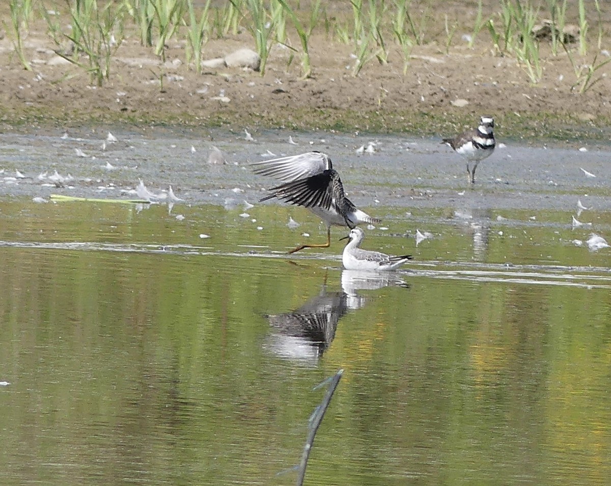 Killdeer - ML641288385