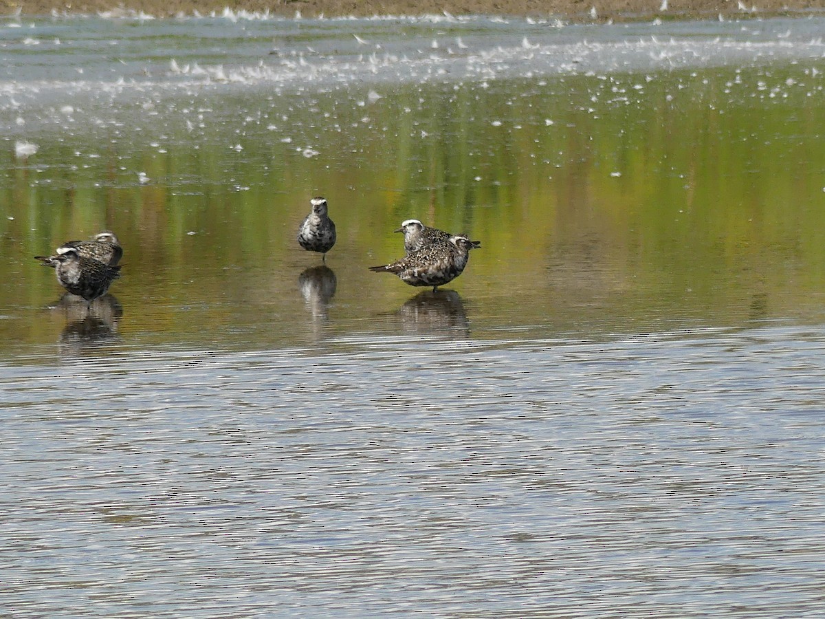 American Golden-Plover - ML641288386
