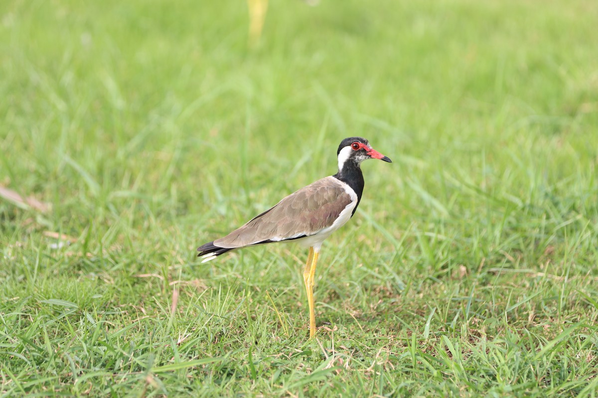 Red-wattled Lapwing - ML641288449