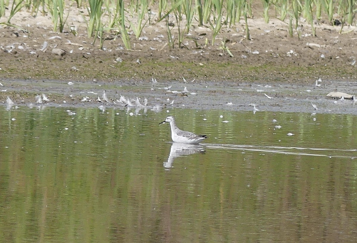 Wilson's Phalarope - ML641288452