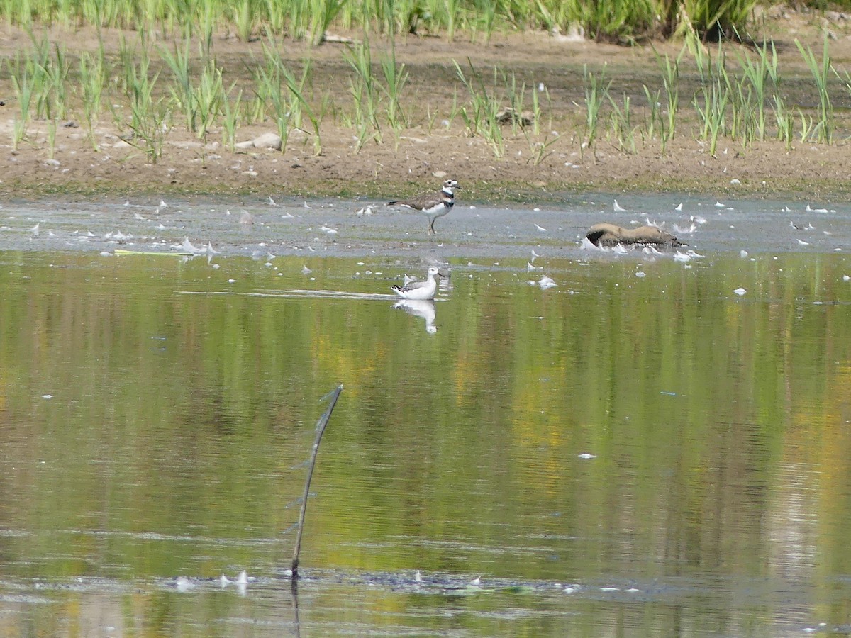 Wilson's Phalarope - ML641288453