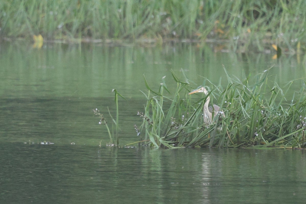 Purple Heron - ML641288461
