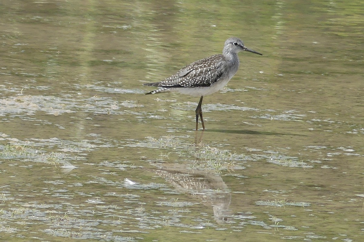 Lesser Yellowlegs - ML641288469