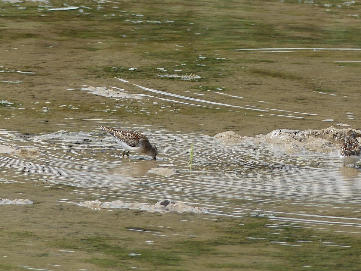 Least Sandpiper - ML641288475
