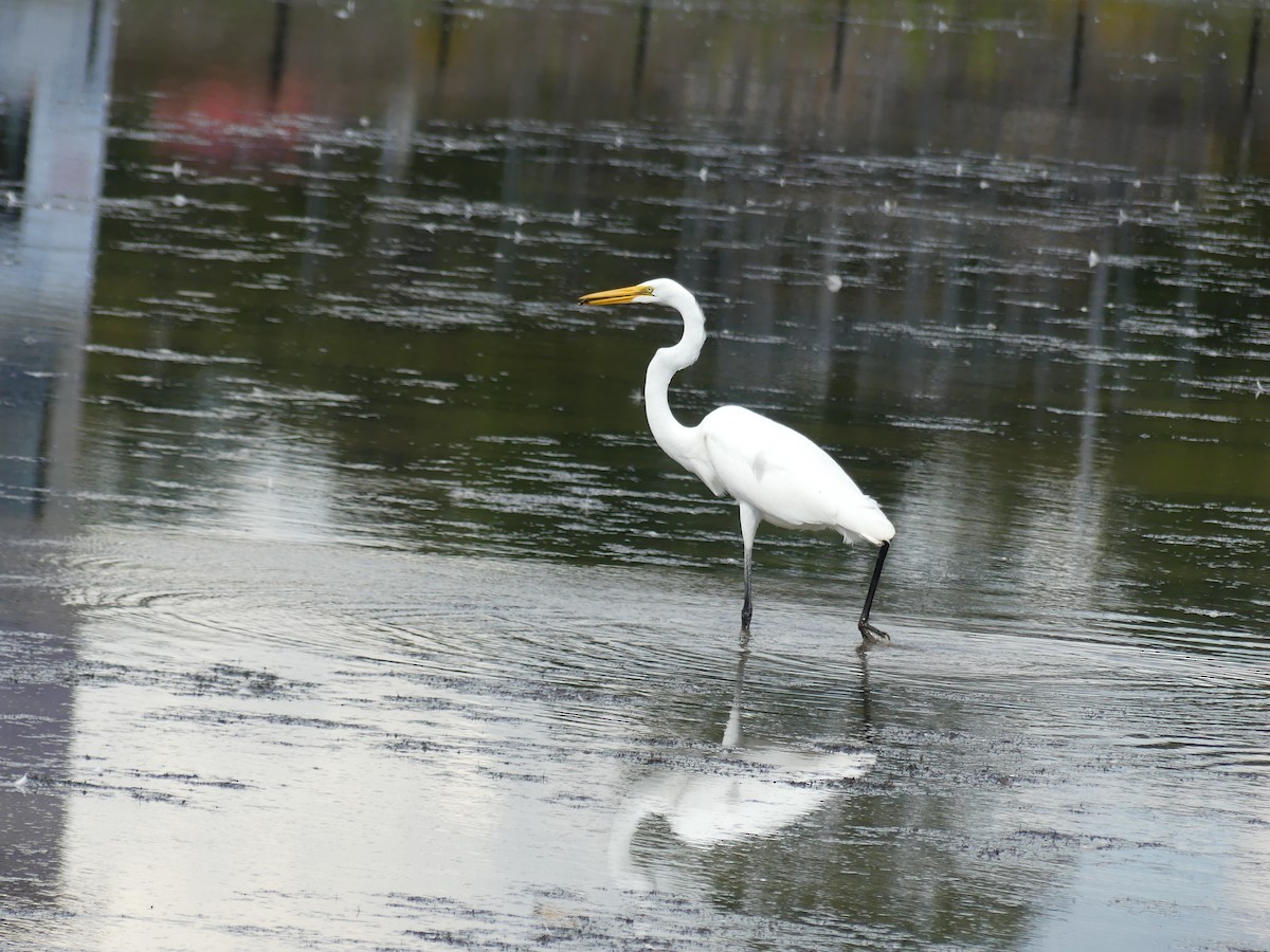 Great Egret - ML641288485