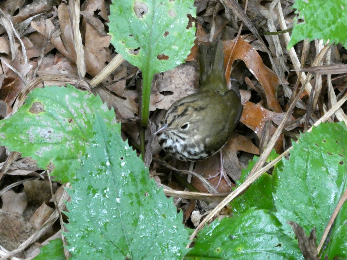 Paruline couronnée - ML641288506