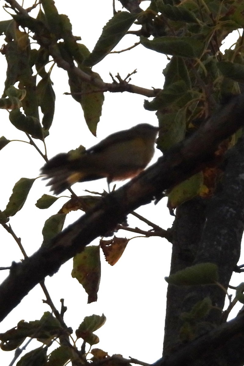 American Redstart - ML641288516