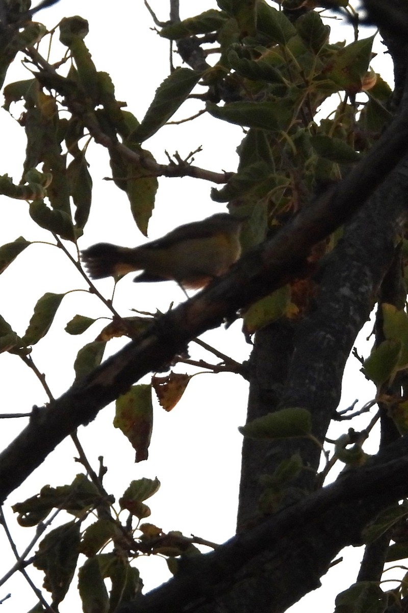 American Redstart - ML641288517
