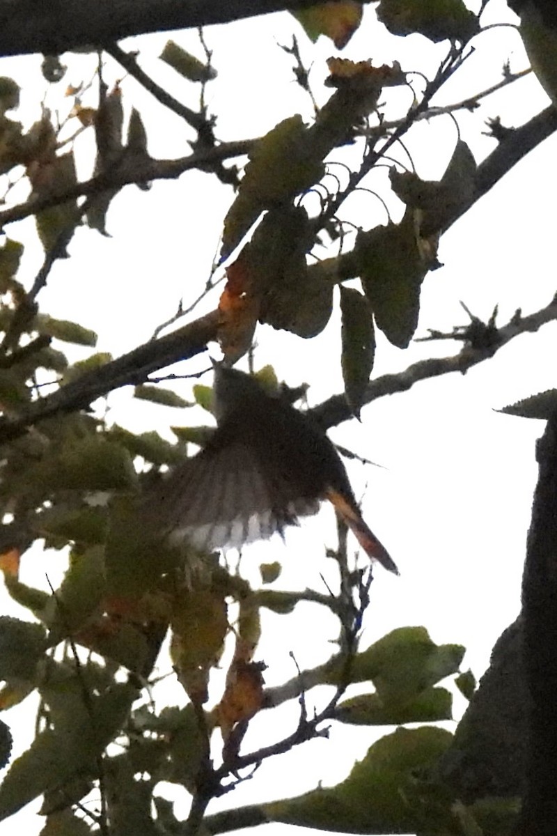 American Redstart - ML641288518