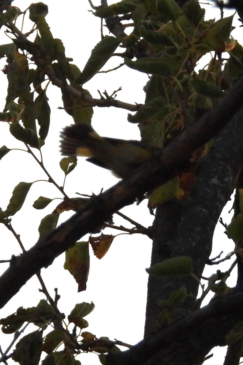 American Redstart - ML641288519