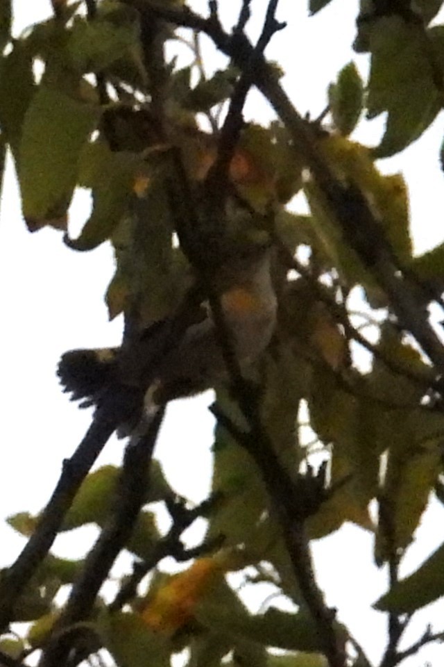 American Redstart - ML641288520