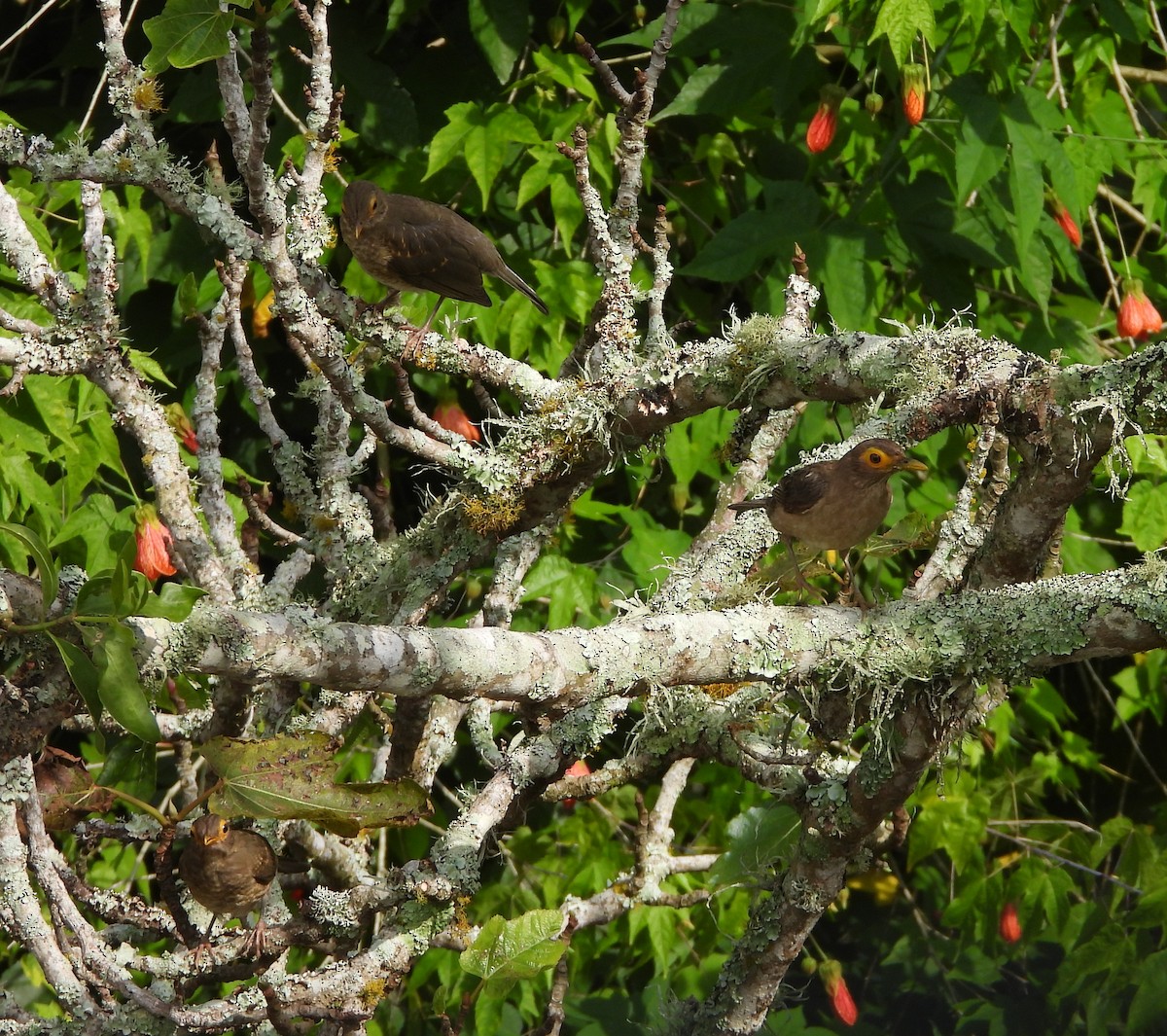 Spectacled Thrush - ML641288548