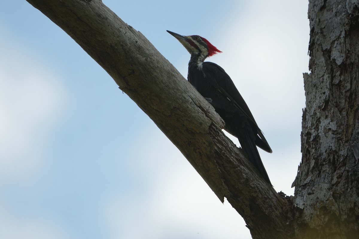 Pileated Woodpecker - ML641288570