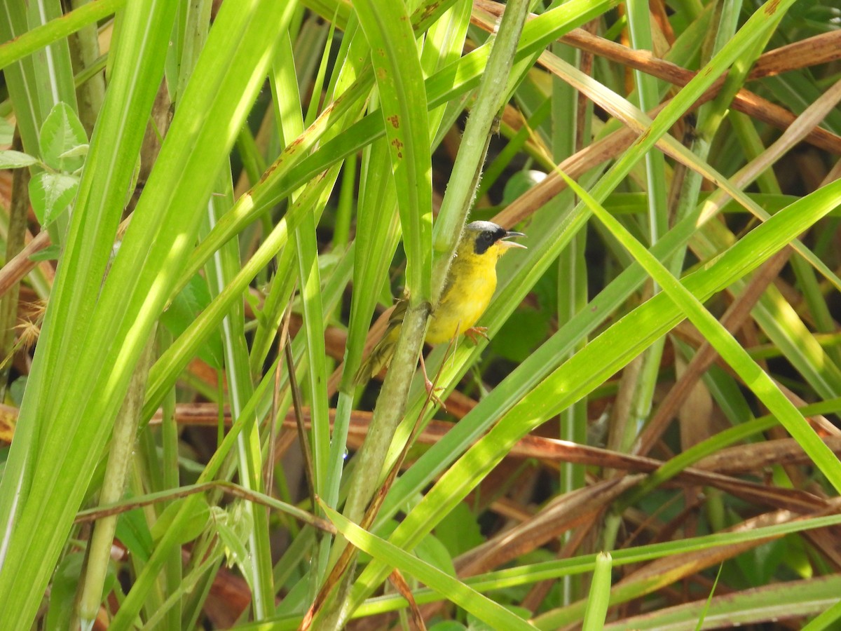Masked Yellowthroat - ML641288647