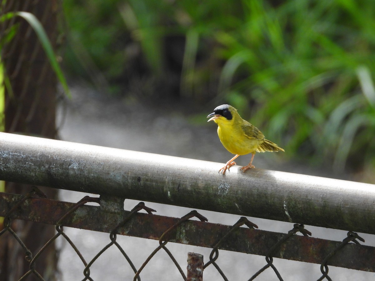 Masked Yellowthroat - ML641288648