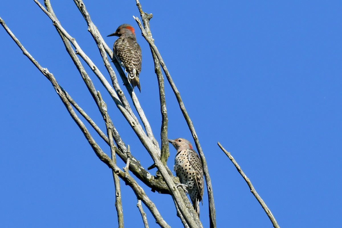 Northern Flicker - ML641288659