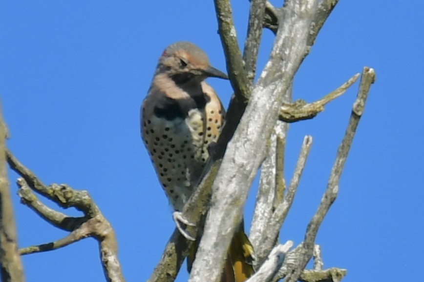 Northern Flicker - ML641288660