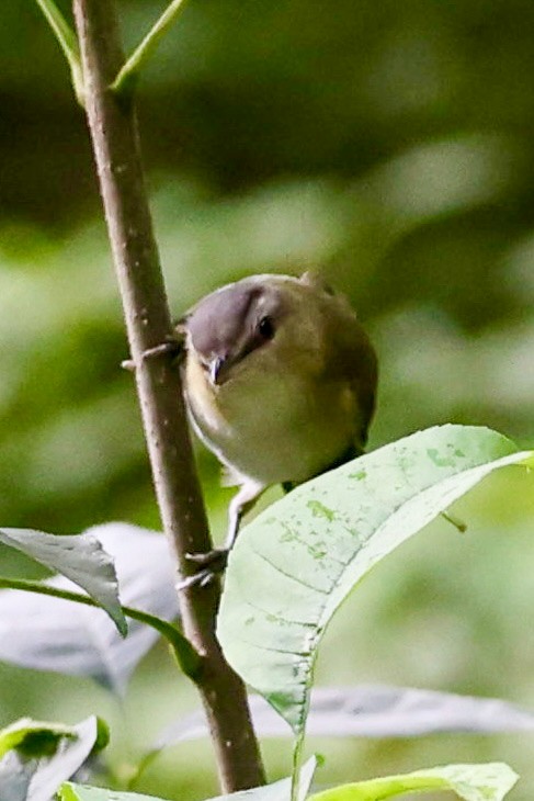 rødøyevireo - ML641288674