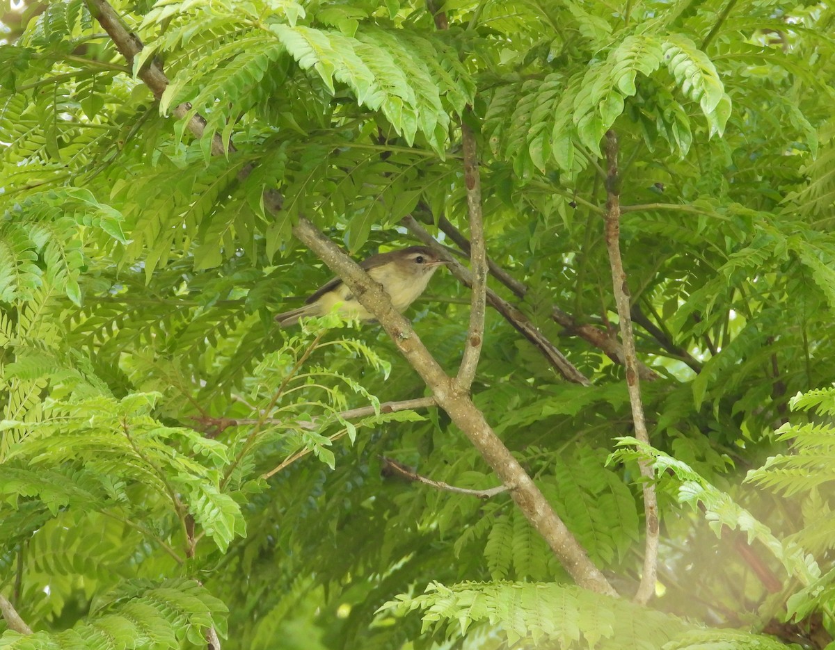 Viréo à calotte brune - ML641288684