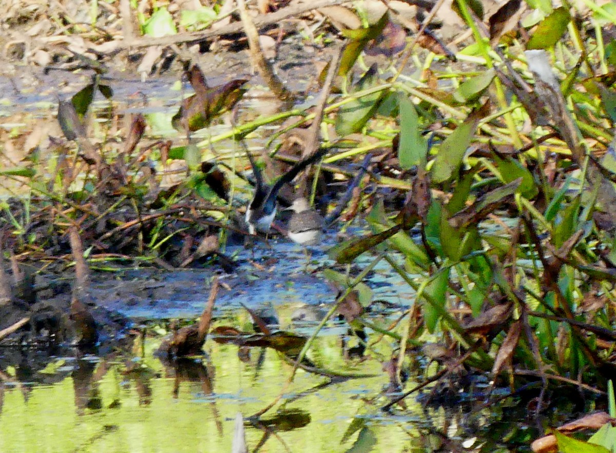 Einsiedelwasserläufer - ML641288693