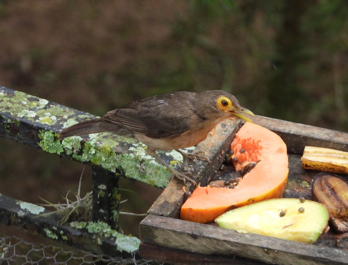 Spectacled Thrush - ML641288697