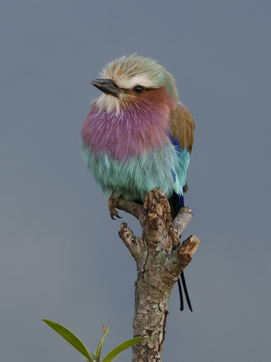 Lilac-breasted Roller - ML641288718